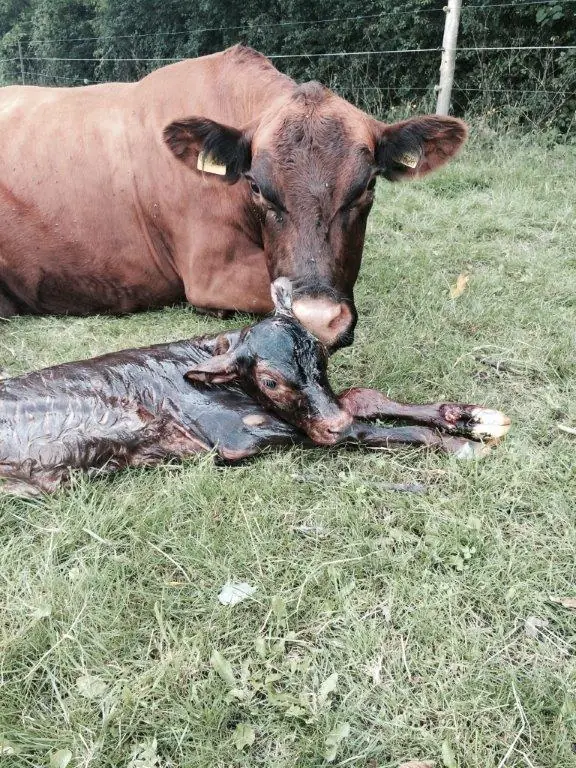 Kuh mit neugeborenem Kalb