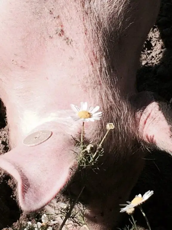 Schwein mit Gänseblümchen